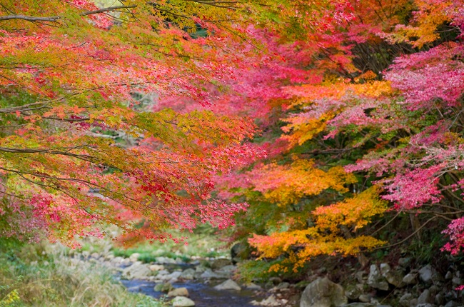 山口県・秋の観光おすすめ保存版【紅葉・定番穴場】地元民の超厳選3!