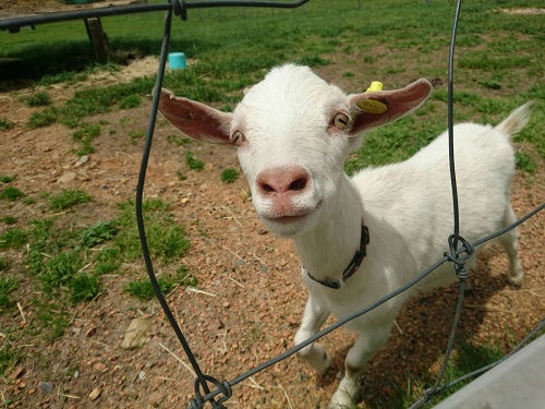 黒部牧場の絶品チーズ!【体験記】イベント乳製品を地元民がご紹介！