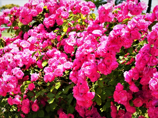 アンジェラランズベリーの現在は?性格は?身長・経歴は?美女と野獣など代表作10選紹介!!