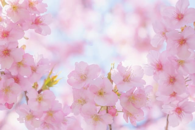 資生堂パーラー｢春のチーズケーキ(さくら味)｣｢春の手焼きチーズケーキ(さくら味)｣2022年発売日はいつ?値段と口コミも調査!!ひと足先に春の味わい!